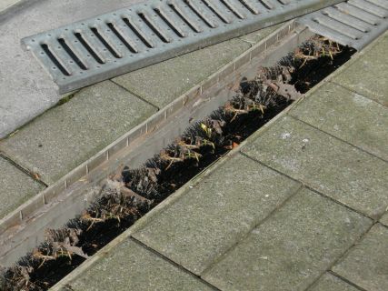 Watergootborstel